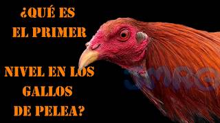 PRIMER NIVEL EN GALLOS DE PELEA [upl. by Verene]