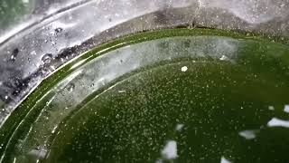 DAPHNIA MOINA CULTURE IN A SMALL BUCKET [upl. by Locke]