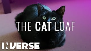 Why do Cats Sit in a Loaf  Inverse [upl. by Yrad808]