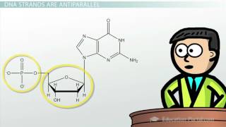 DNA  Adenine Guanine Cytosine Thymine [upl. by Cairistiona]