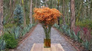 Gypsophila Xlence ™ Dye Orange [upl. by Gilmer]