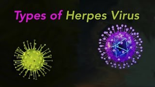 Types of Herpes [upl. by Eresed50]