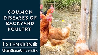 Common Diseases of Backyard Poultry [upl. by Eedahs]