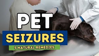 Seizures in Dogs and Cats 5 Natural Remedies [upl. by Ettezil]