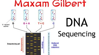 Maxam gilbert DNA sequencing method [upl. by Eioj85]