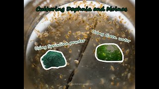 How To Culture Daphnia and Moinas using Green Water Spirulina powder [upl. by Leroi]