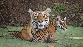 INDE  LES TIGRES EN VOIE D’EXTINCTION [upl. by Jobye64]