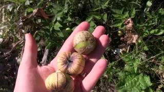 How to Tell When Tomatillos Are Ripe [upl. by Edmee349]