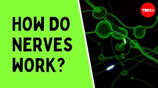 How do nerves work  Elliot Krane [upl. by Lichtenfeld]