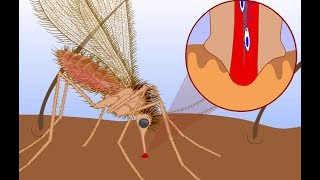 Leishmaniasis life cycle [upl. by Clementas]