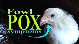 FowlPox in Chickens Avian Pox Wet Pox Poultry Diseases Symptoms poultry farming [upl. by Ocsinarf]