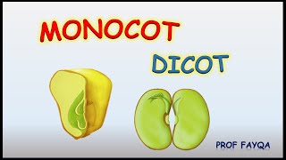 Monocot Vs Dicot plants 12 major differences [upl. by Saidel867]