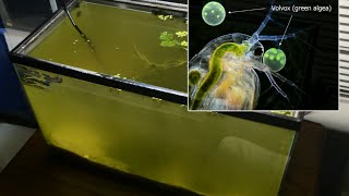 Raising Daphnia for the Freshwater Aquarium [upl. by Pansir]