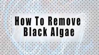 How To Get Rid Of Black Algae [upl. by Tsan]