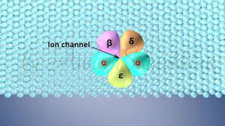 The Structure of Acetylcholine Receptors [upl. by Enimrej836]