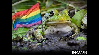 Gay Frogs Alex Jones REMIX 1 hour [upl. by Jacquelynn]