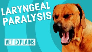 Laryngeal Paralysis in Dogs [upl. by Waylan]