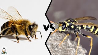 BEE VS WASP  Which is Deadlier [upl. by Berl69]