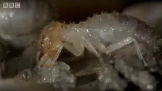 Termite World  Life In The Undergrowth  BBC [upl. by Atimad]