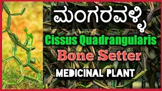 ಮಂಗರವಳ್ಳಿ Cissus Quadrangularis Bone Setter [upl. by Hisbe]