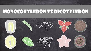 Differences between Monocots and Dicots  Plant Biology [upl. by Leak]