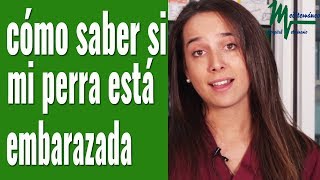 CÓMO SABER SI MI PERRA ESTÁ EMBARAZADA [upl. by Spieler654]