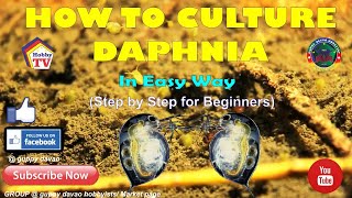 HOW TO CULTURE DAPHNIA In Easy Way [upl. by Conley]