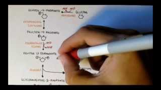 Human Metabolism Map II  Gluconeogenesis amp Glycogenesis [upl. by Laks519]