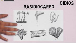 Basidiomycetes Características generales [upl. by Aicilyt]