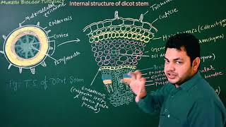 Dicot stem internal structure Anatomy of dicot stem for NEET [upl. by Emery701]