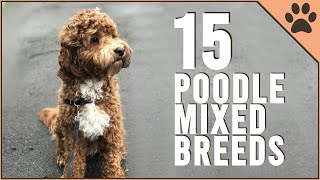 15 Poodle Mix Breeds That Will Melt Your Heart [upl. by Faden]