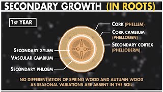 Secondary Growth in Dicot Root  Anatomy of Plants  Class 11 Biology [upl. by Corabel]