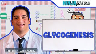 Metabolism  Glycogenesis [upl. by Cleopatra446]