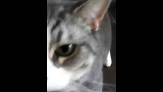 Cat has Focal Seizure [upl. by Yema341]