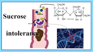 sucrose intolerance [upl. by Aileen]