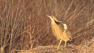 American Bittern Calling in Magic Hour [upl. by Vikky957]